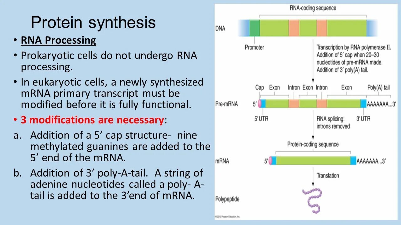 Protein Synthesis process. MRNA sequence. Pre-MRNA to MRNA process. Sequence Формат. Процессинг синтез