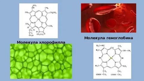 Гемоглобин и хлорофилл структура