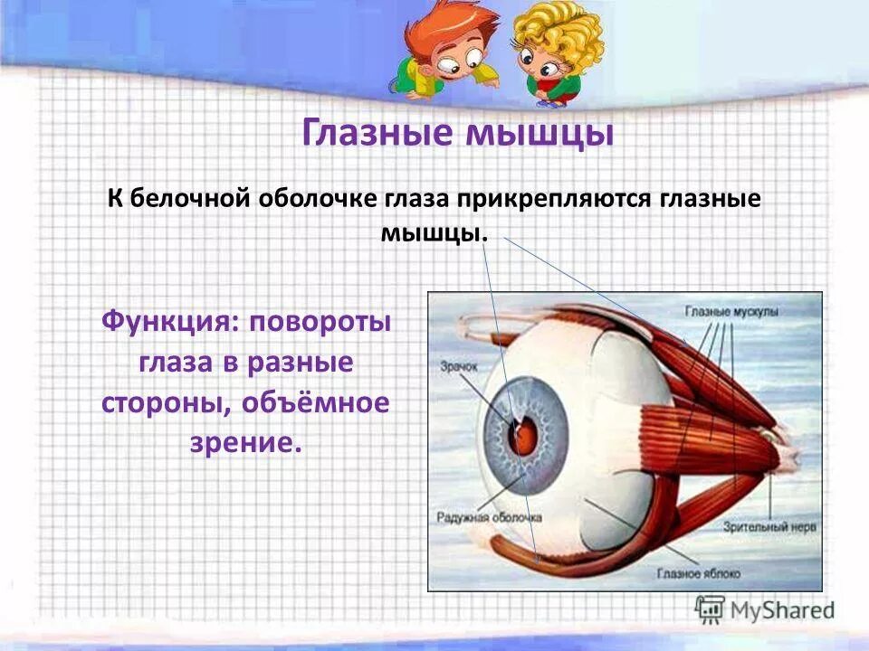 Белочная оболочка функции. Белочная оболочка склера. Белочная оболочка функции. Роговица глаза выполняет функцию. Белочная оболочка функции.