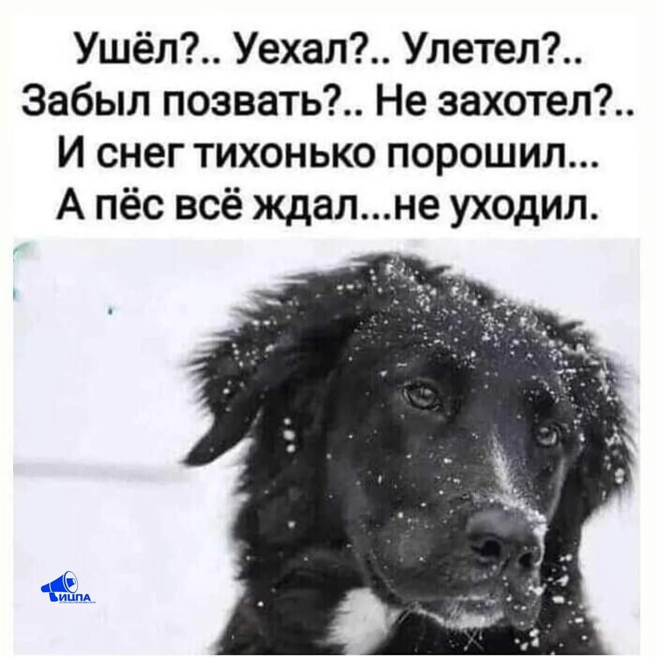 Женщин и собак обижать не. Про брошенных животных. Стихи про брошенных животных. Люди не бросайте животных. Стих про брошенную собаку.