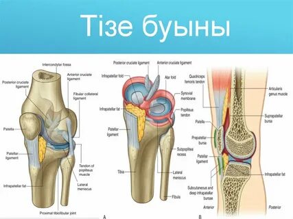 Қынап анатомиясы бейне