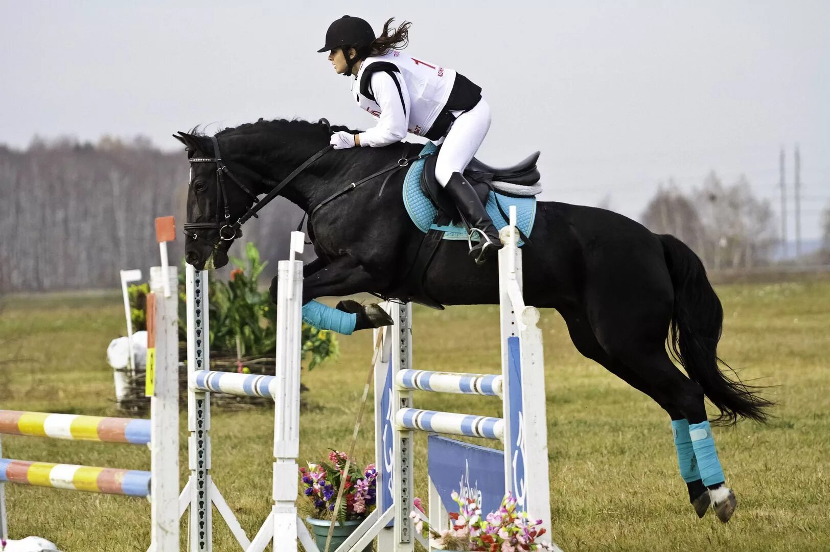 Horse sport. Ганноверская порода в конкуре. Конный спорт соревнования конкур.