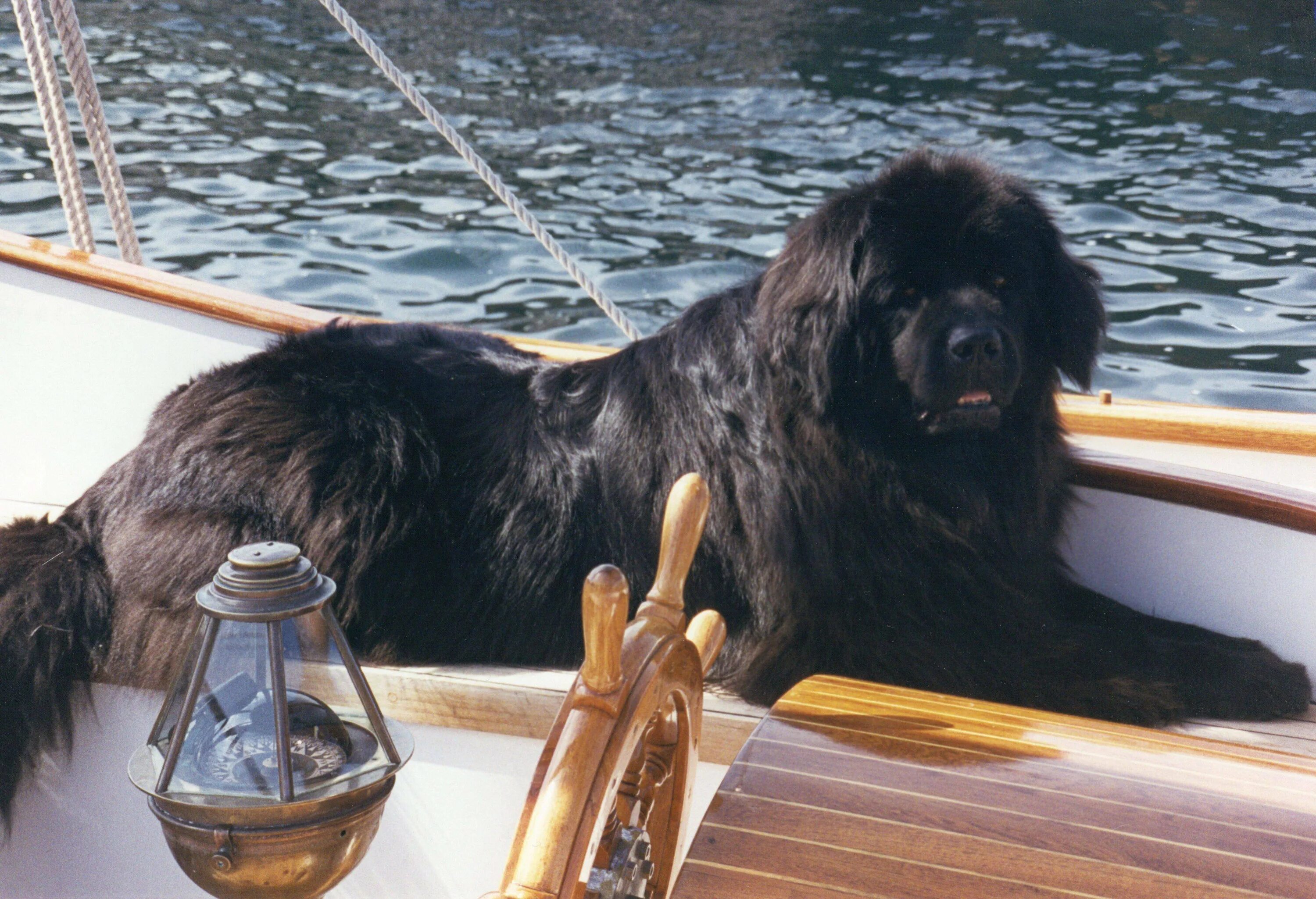 Ньюфаундленд длина реки. Ньюфаундленд собака. Ньюфаундленд (порода собак). Собака водолаз ньюфаундленд. Ньюфаундленд щенок.
