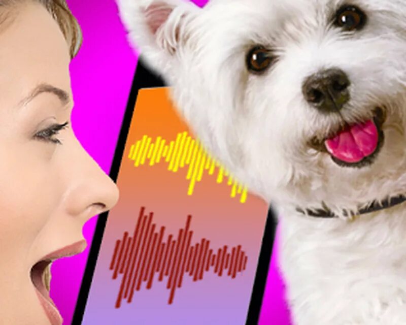 Переводчик с собачьего языка голосовой. Dog translator. dog translator девушка. актриса голос собаки. переводчик с собачьего.