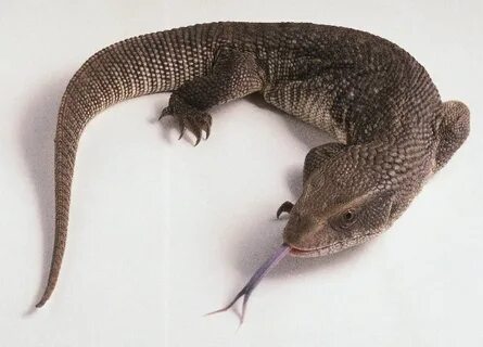 Капский варан
