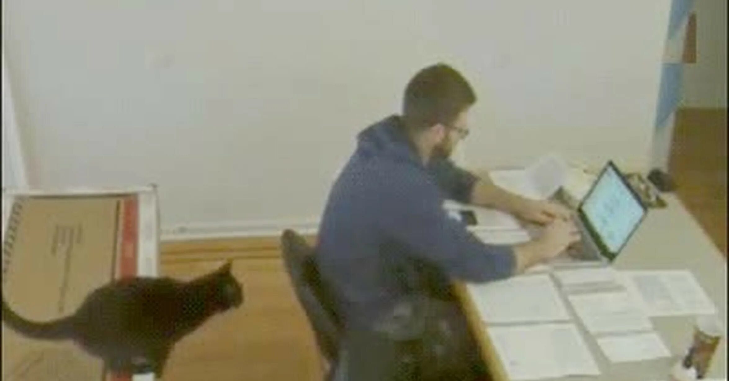 Видео кот работает. Кот на работе. гифки приколы. котик в офисе. смешной гиф про работу.