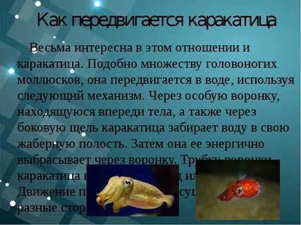 Какой тип характерен для каракатицы