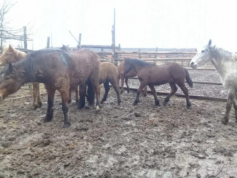 Коневодство Брянской области. Задержали с лошадьми. Конь Брянская область. Унечский район ветеринарная служба.