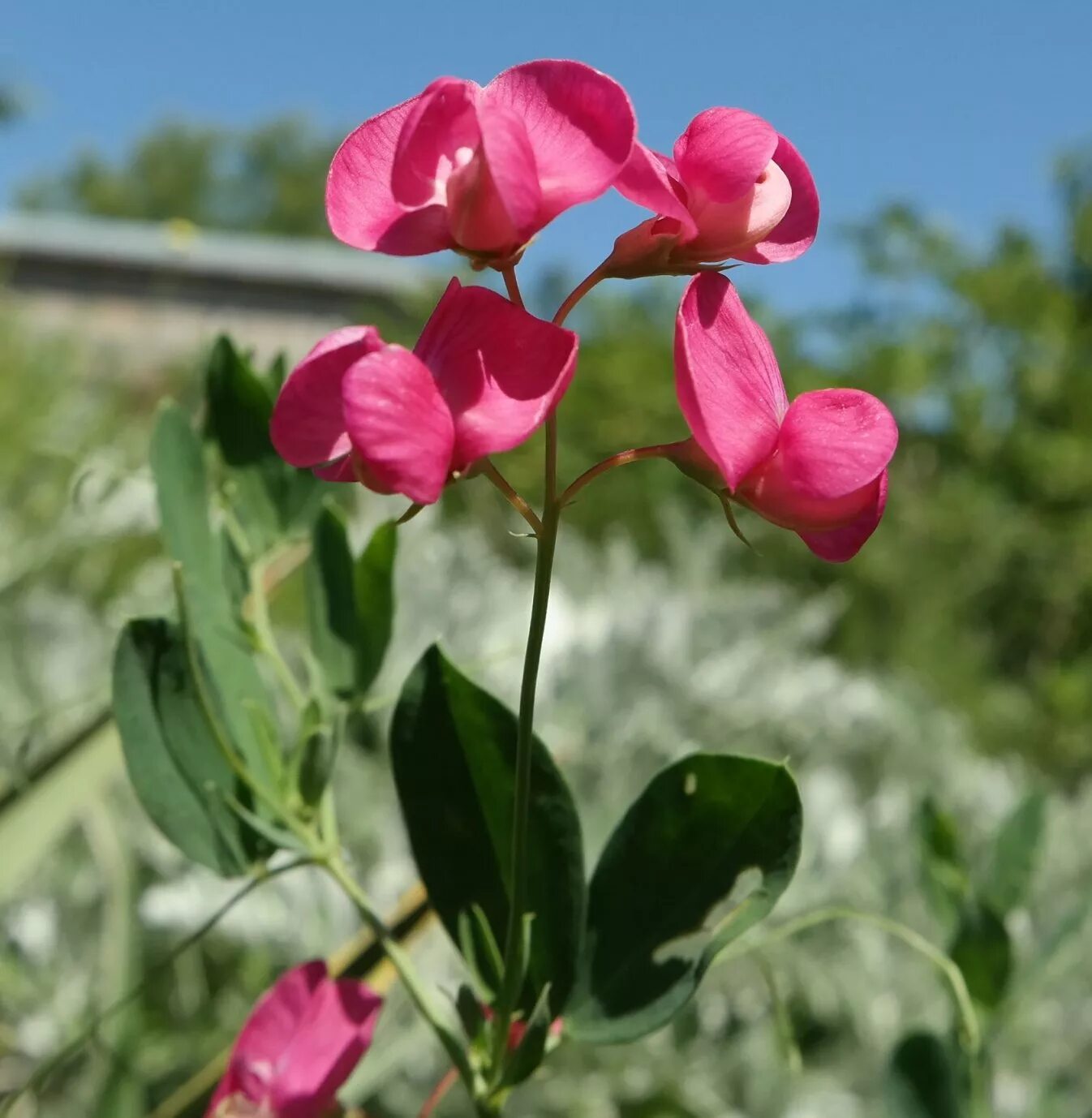 Чина (Lathyrus). Растение чина клубненосная. Чина клубненосная Полевая. Чина растение бобовых.