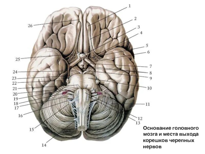 Нижняя поверхность мозга. Черепные нервы на основании головного мозга. 12 Пар черепных нервов место выхода на основании мозга. Основание головного мозга и места выхода Корешков черепных нервов. Основание головного мозга анатомия.