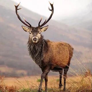 Stag