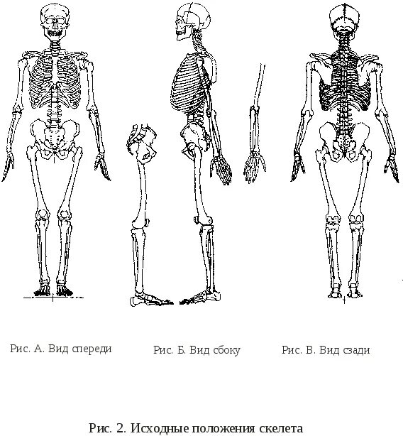 Скелет человека спереди и сбоку. Скелет человека в полный рост сбоку. Построение скелета человека. Скелет участвует в минеральном обмене