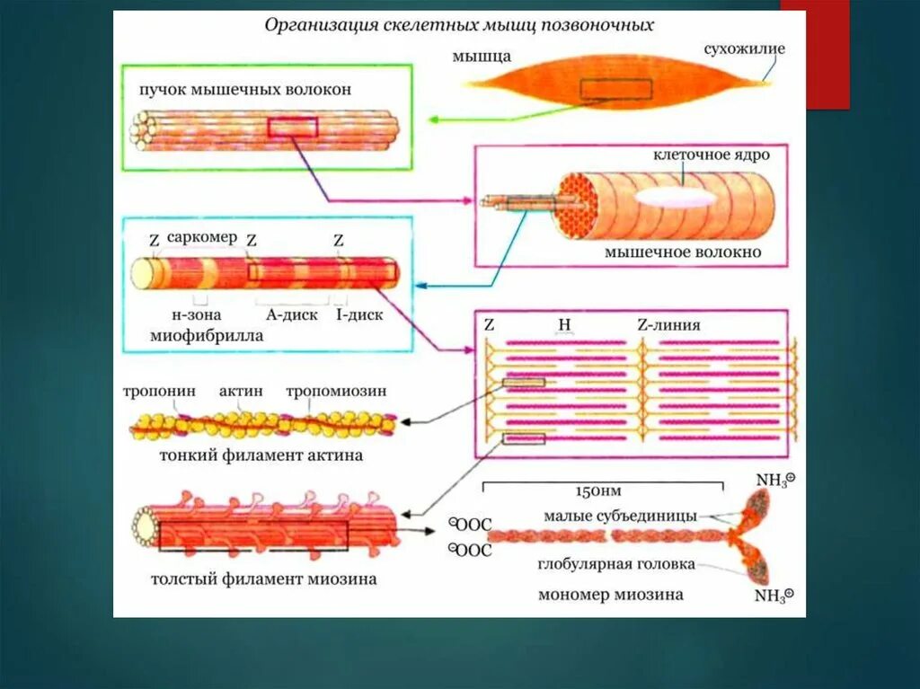 Мышечное волокно это. Структура мышечного волокна и миофибриллы. Мышечное волокно поперечно-полосатой ткани схема строения. Строение мышечного волокна скелетной мышцы. Схема миофибрилл поперечно полосатой мышечной ткани.