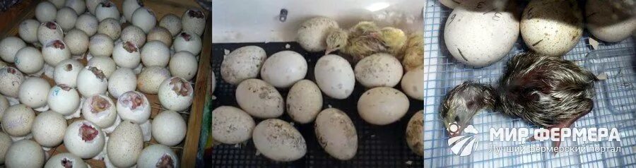 Сколько индюшка сидит на яйцах. Инкубация яиц индюков. Инкубация индюшиных яиц в инкубаторе. Индюшка высиживает яйца. Инкубатор для индюшачьих яиц.