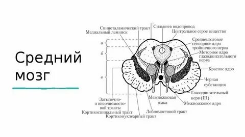 Водопровод среднего мозга