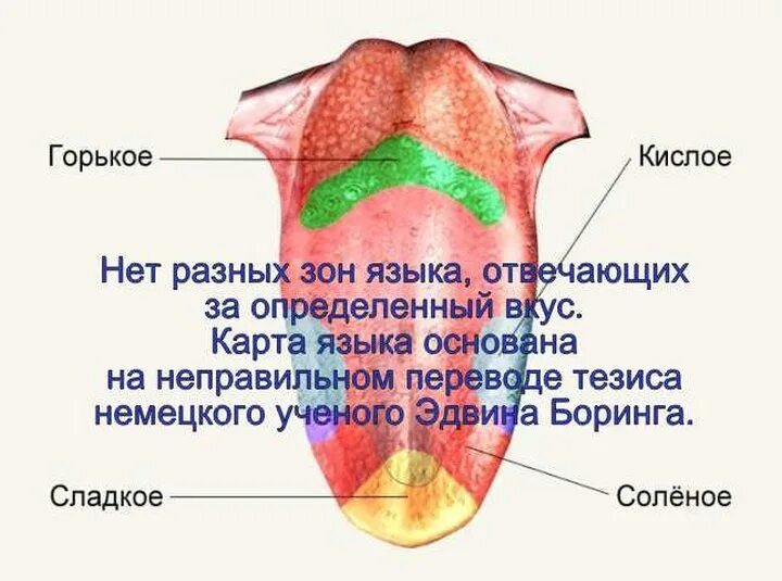 Вкусовые рецепторы на языке схема. Вкусовые зоны языка. Вкусовые рецепторы на языке. Расположение вкусовых рецепторов на языке.