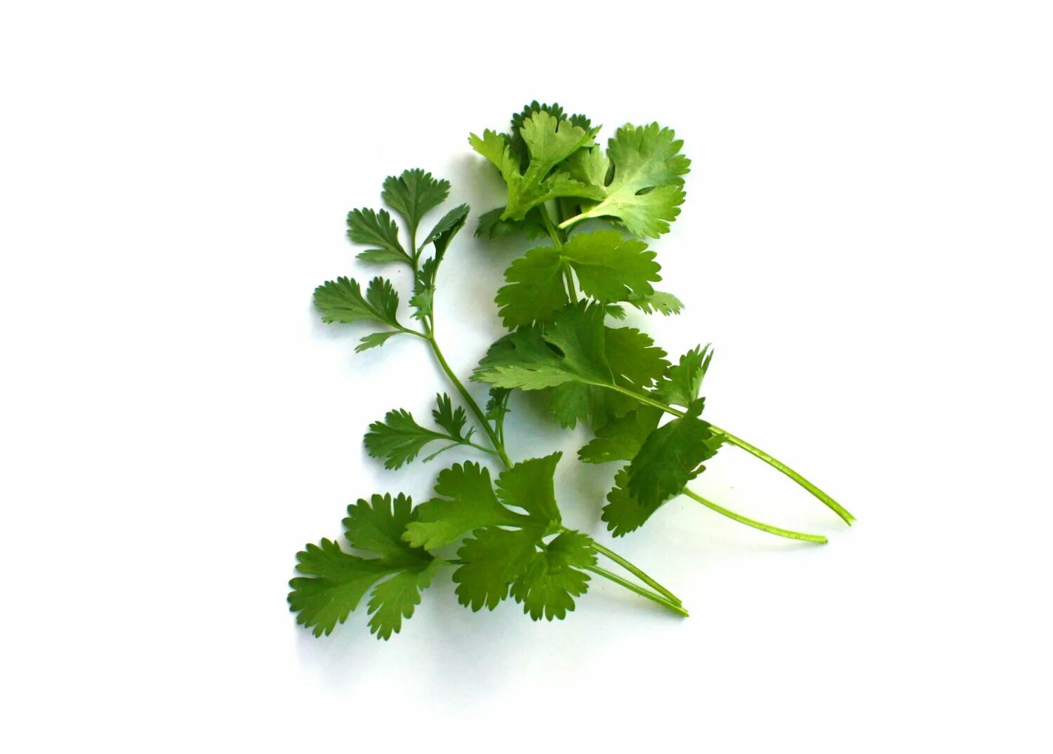 Кинза и петрушка. Кинза куст. Укроп, кориандр, петрушка сельдерей. Петрушка расми. Зелень петрушка фон.