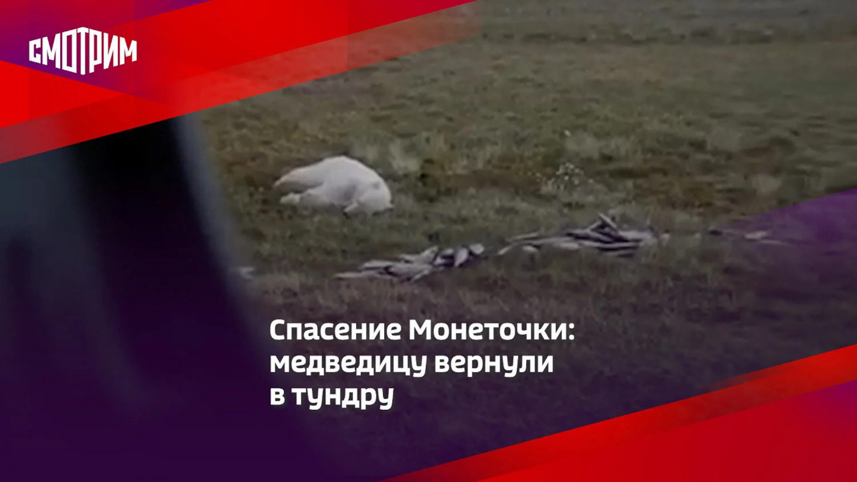 Спасенную медведицу