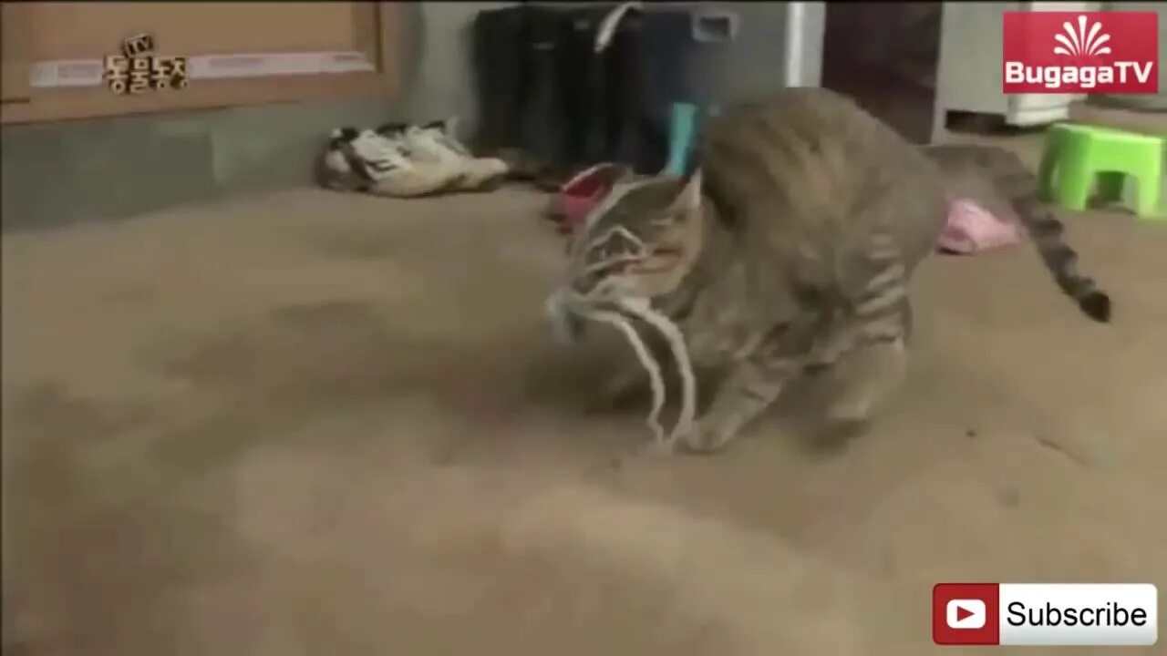 Кот симба на него напал чужой кот. Нападающий кот видео. Малышева мыши атакуют кошку. Приколы с котами. Видео с котиками.