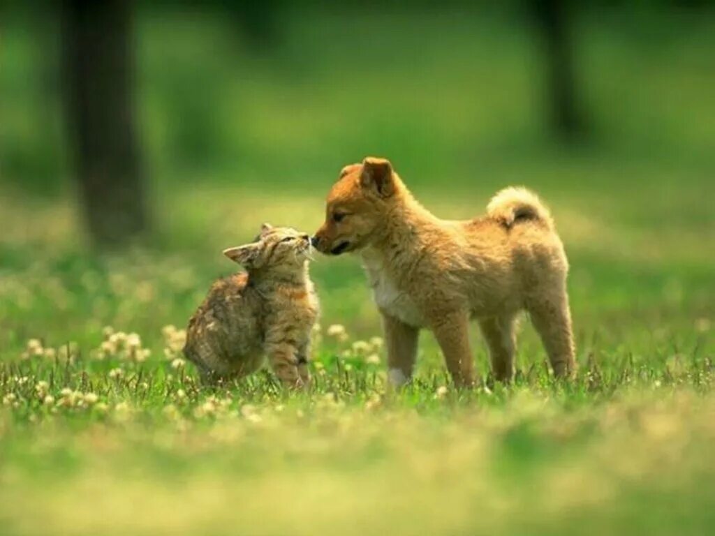 Dog and cat playing. Животные друзья. Кошка и собака на природе. Дружба животных. Собака с кошкой дружат.