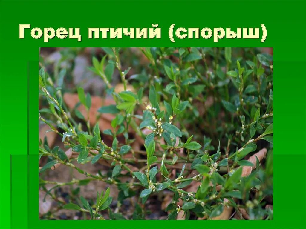 Как выглядит птичья гречишка тысячелистник. Спорыш (горец птичий) трава. горец птичий презентация. паспорт горец птичий. птичья гречишка описание.