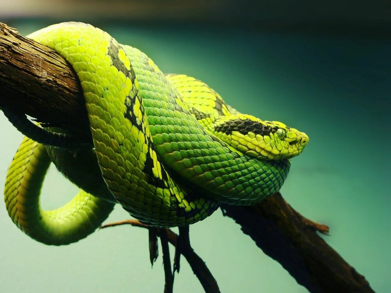 Snakes are dangerous. Голубая куфия гадюка. Кустарниковая гадюка (Atheris. Зелёная древесная гадюка. Вайпер змея.