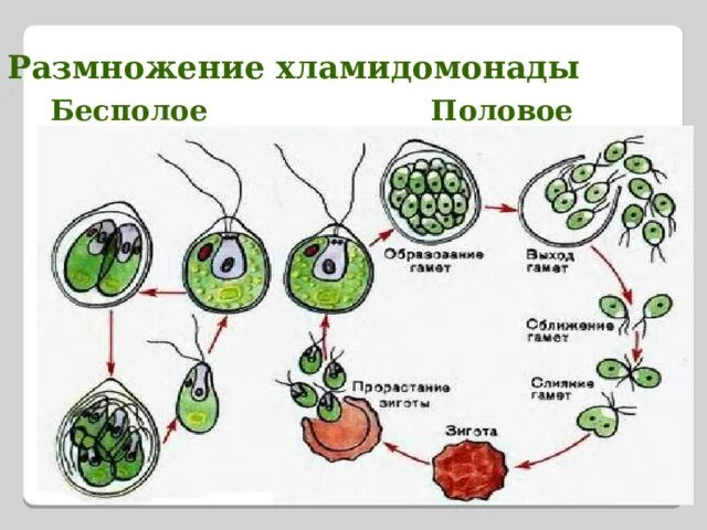 Как происходит половое бесполое размножение. Бесполое размножение хламидомонады схема. размножение хламидомонады хламидомонада. схема деления хламидомонады. хламидомонада размножение зооспорами.