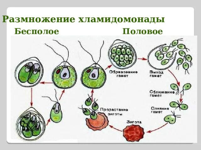 Мейоз хламидомонады. Размножение хламидомонады хламидомонада. Схема деления хламидомонады. Хламидомонада размножение зооспорами. Бесполое размножение хламидомонады ЕГЭ.