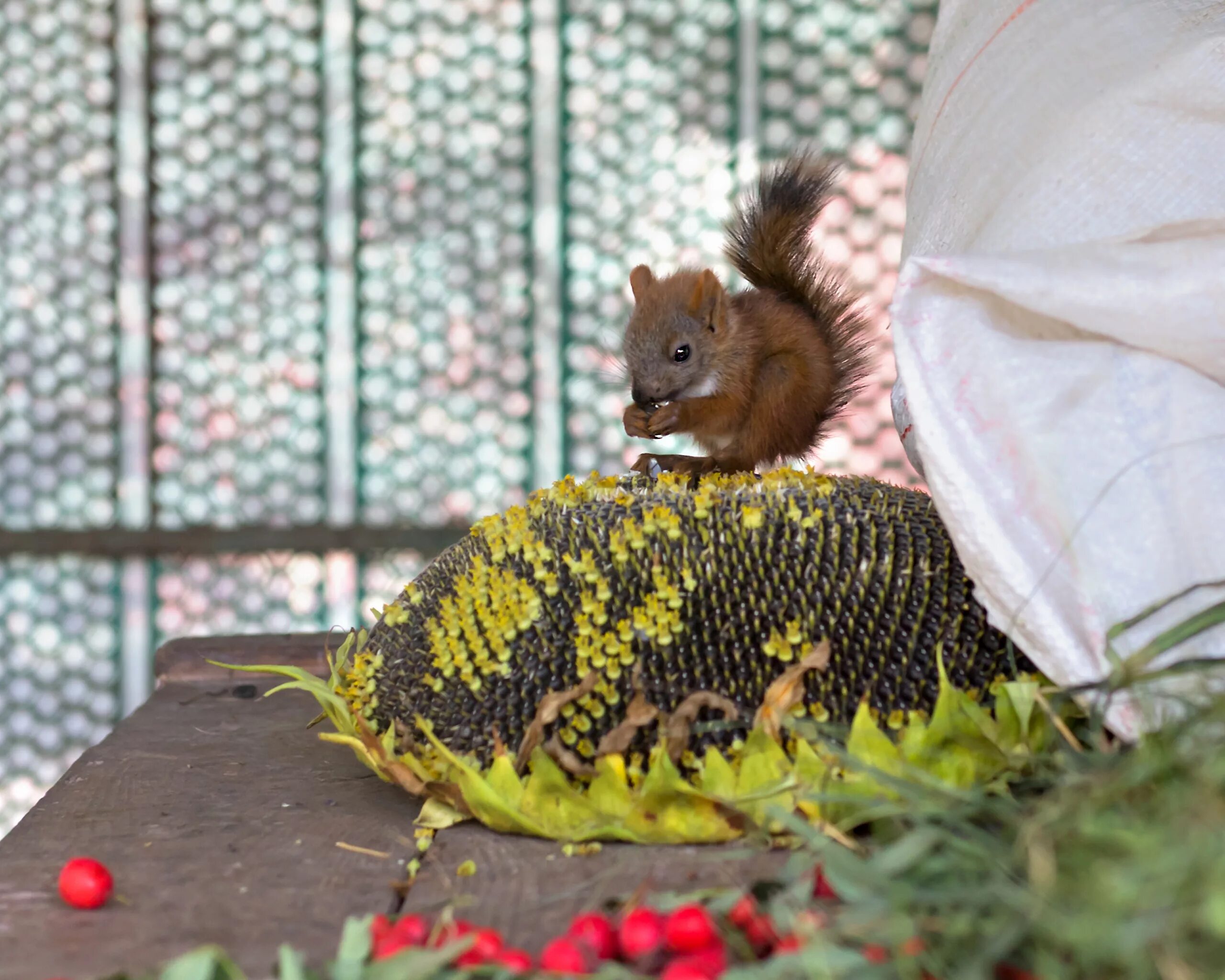 Зоопарк белок. Зооуголок белочки. Беличий зоопарк. Белки зоопарк лимпопо вальер. Зоопарк белок.