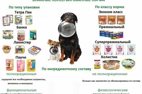 Каким кормом можно кормить собак