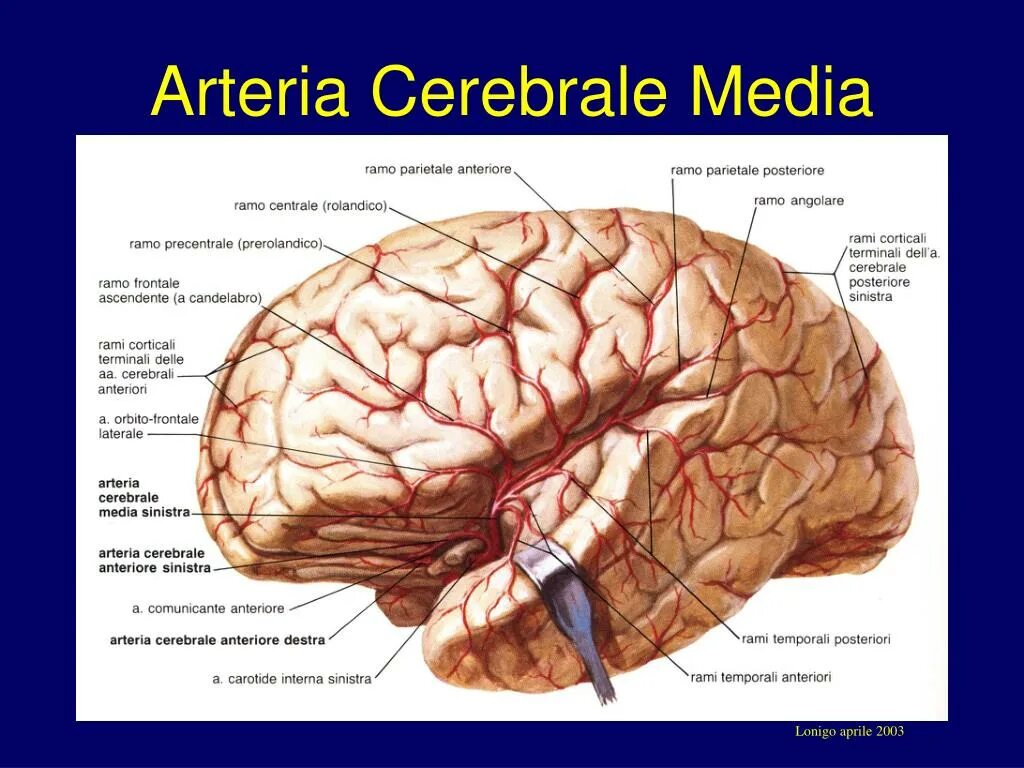Артерии головного мозга медиальная поверхность. Кровоснабжение мозолистого тела головного мозга. Корковые ветви средней мозговой артерии. Височная ветвь средней мозговой артерии. Какая артерия кровоснабжает мозг