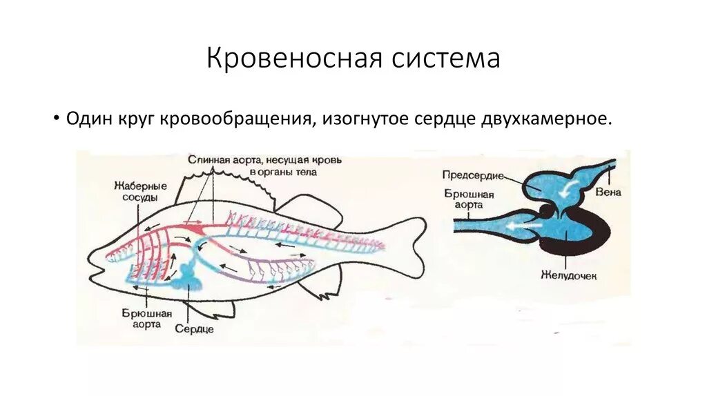 У каких хордовых двухкамерное сердце