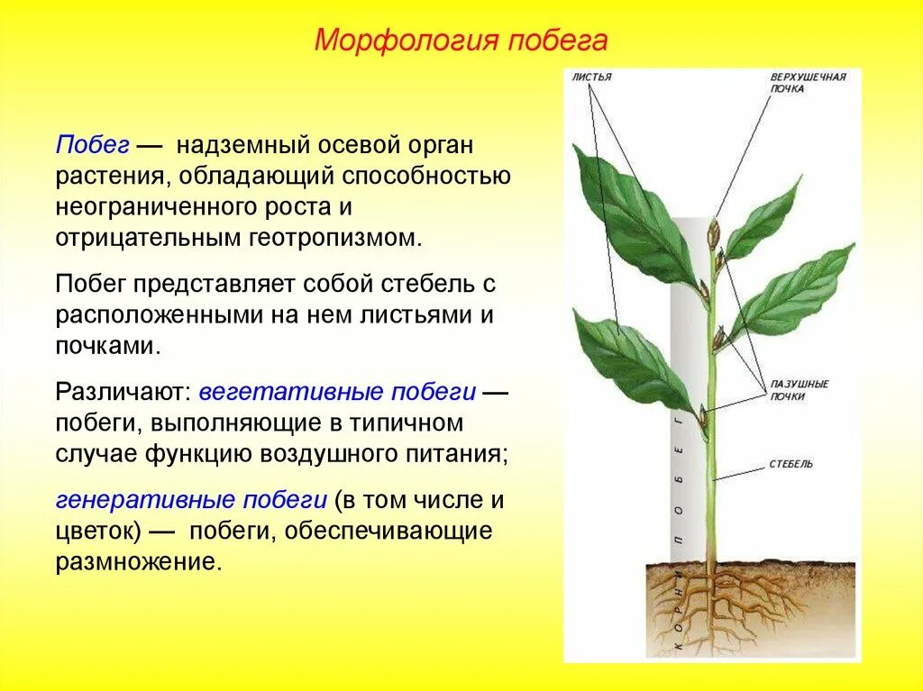 Сбежавшую морфологический. Морфология облиственного побега растений. Побег стебель строение и функции почка. Вегетативный побег древесного растения. Морфологическое строение побега ольхи.