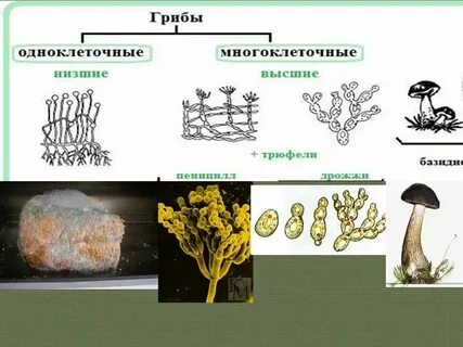Какие грибы редуценты