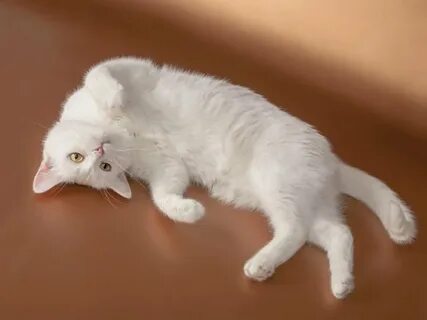 Песня нежная кошка
