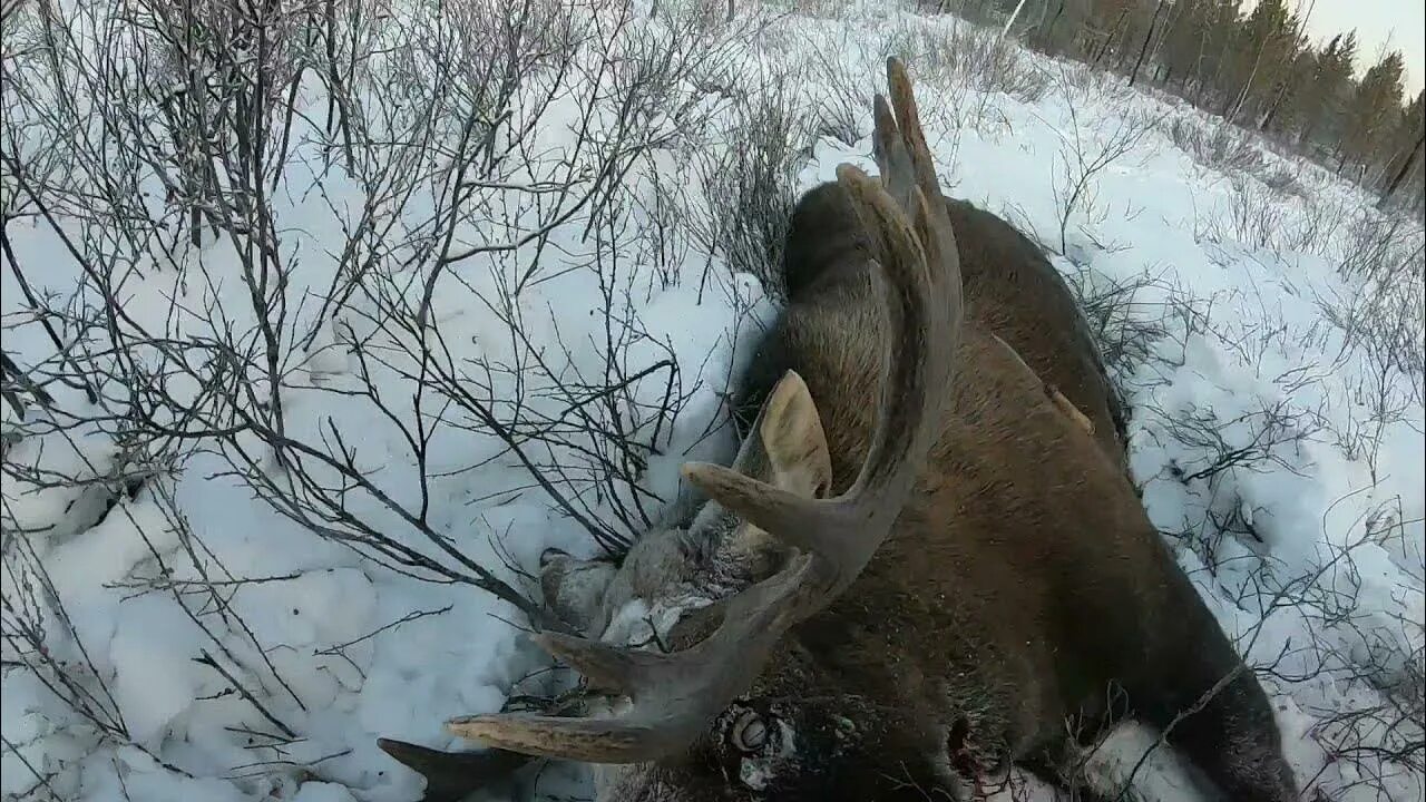 Охота на лося в Якутии зимой. Лось зимой.