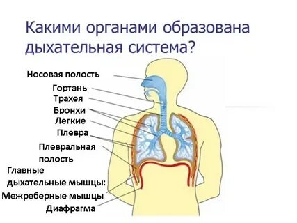 Строение органов дыхания