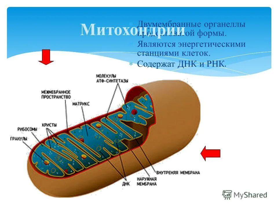 5 строение митохондрий. Митохондрии энергетические станции клетки. Митохондрии строение и функции. Органелла энергетическая станция клетки. Функции органоидов клетки митохондрии.