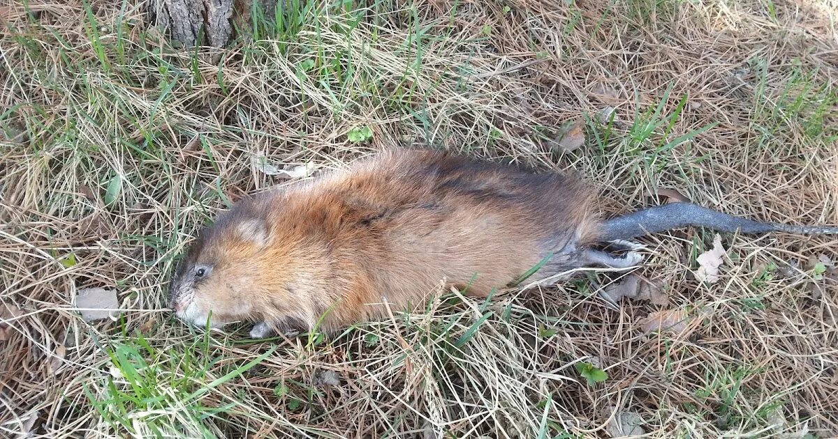 Ондатра опасна ли для человека. Погрызы ондатры. Баргузинский ондатры. Ондатра Дрилл.