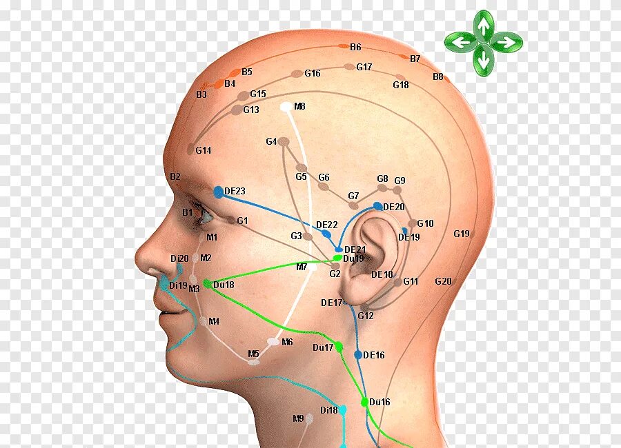 Иглоукалывание лицевой нерв. Биологически активные точки - точки акупунктуры. Биологически активные точки иглоукалывания. Точки акупунктуры на голове. Акупунктура и акупунктурные точки на голове.