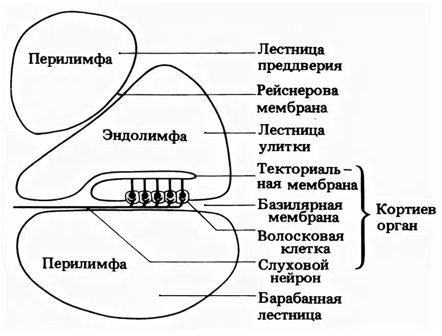 Эндолимфа и перилимфа. Улитка перилимфа эндолимфа. Внутреннее ухо перилимфа. Перилимфа и эндолимфа слухового аппарата.