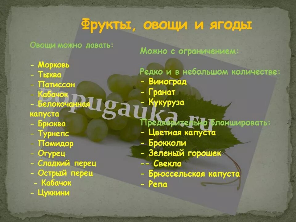 Какую траву давать попугаям. Какие веточки можно давать волнистым попугаям. Какие овощи и фрукты нельзя волнистым попугаям. Что можно и нельзя давать волнистым попугаям. Какие овощи можно давать волнистым попугаем.