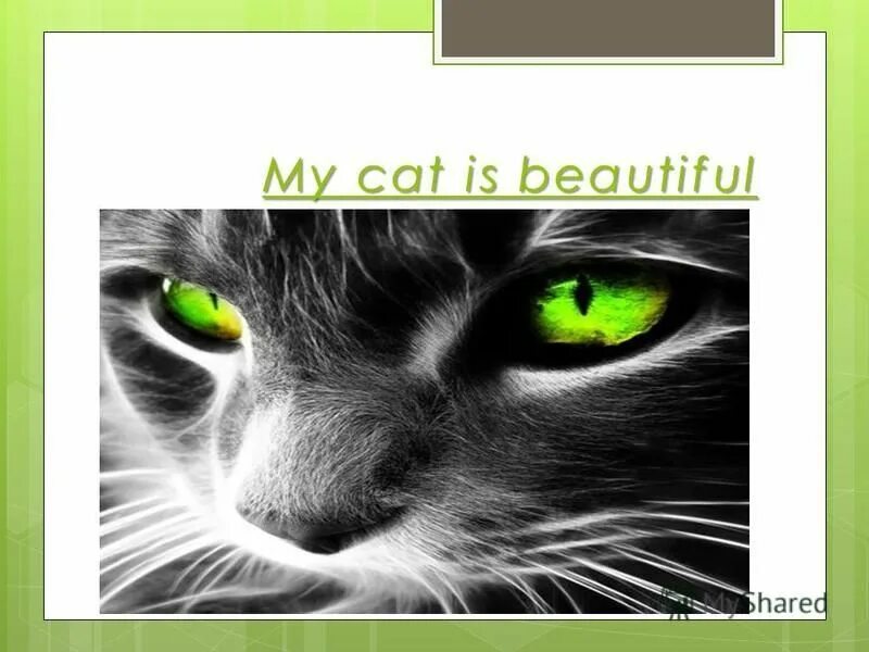 Create cat. Create cat