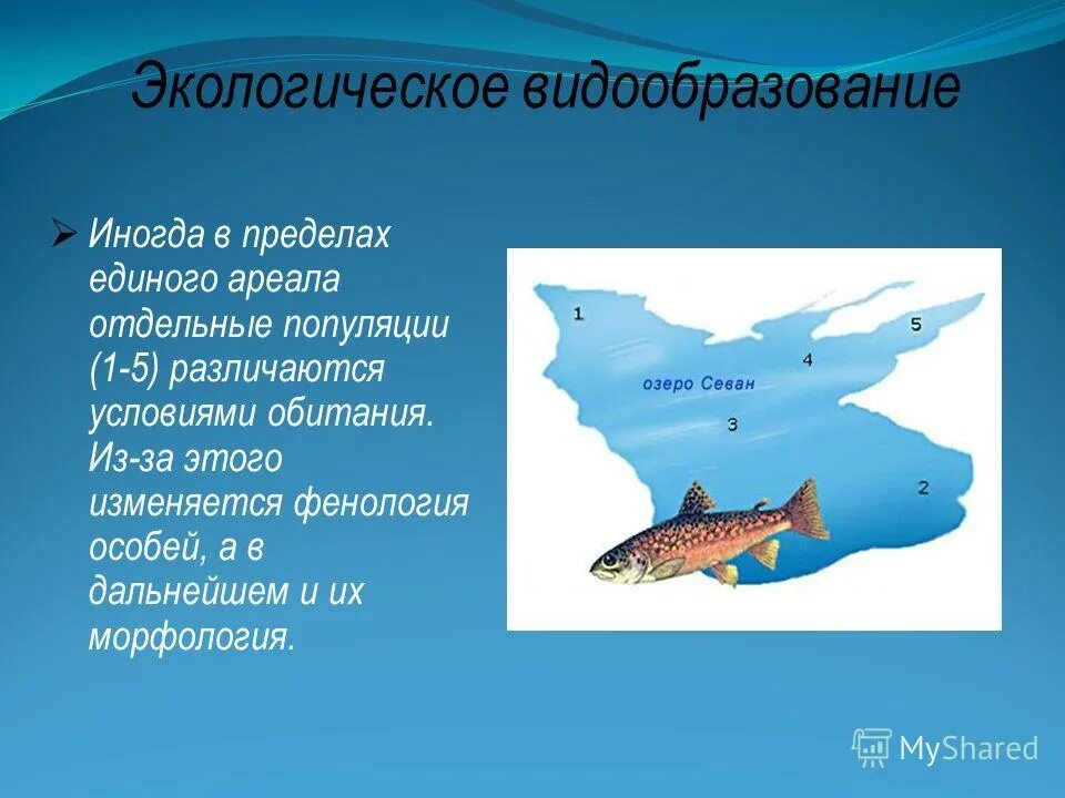 Процессы видообразования микроэволюция. Видообразование презентация. Микроэволюция экологическое видообразование. Микроэволюция географическое видообразование. Видообразование биология.