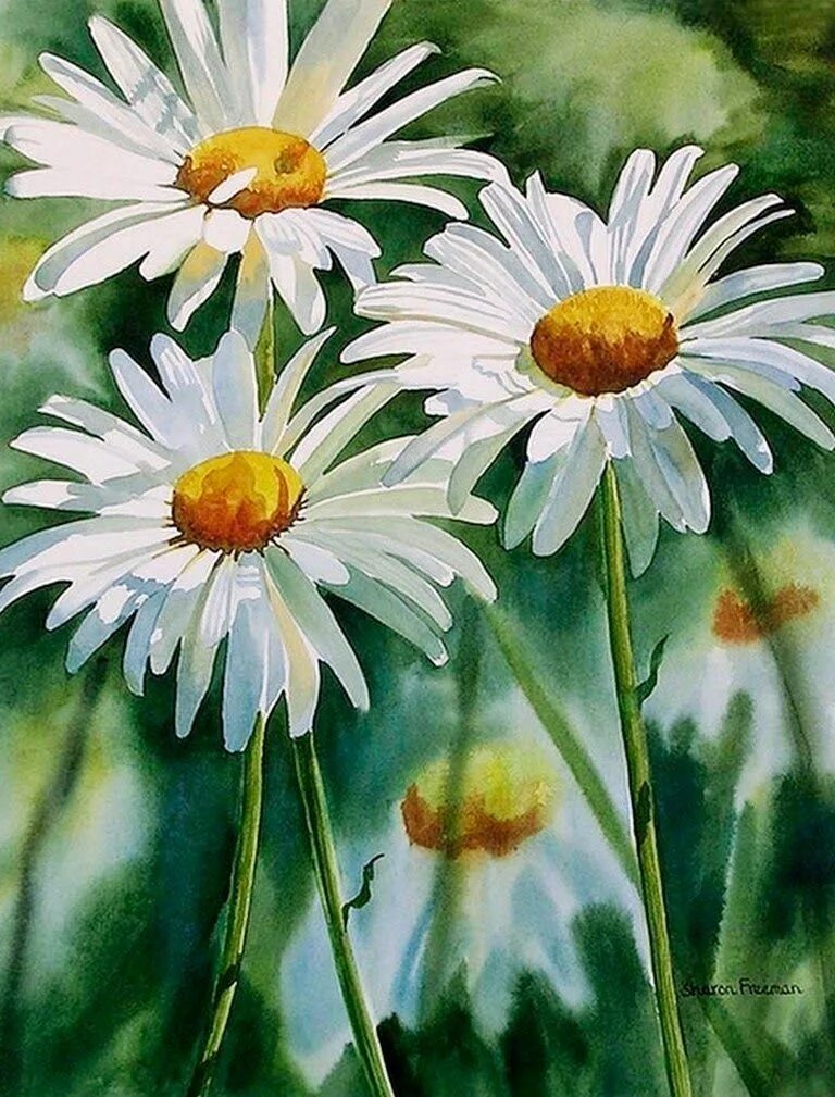 Ромашка гуашью. Ромашки живопись. акварель ромашки. ромашки гуашью. живопись ромашки акварелью.
