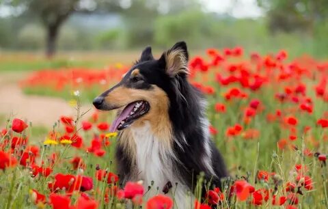 Dogs make