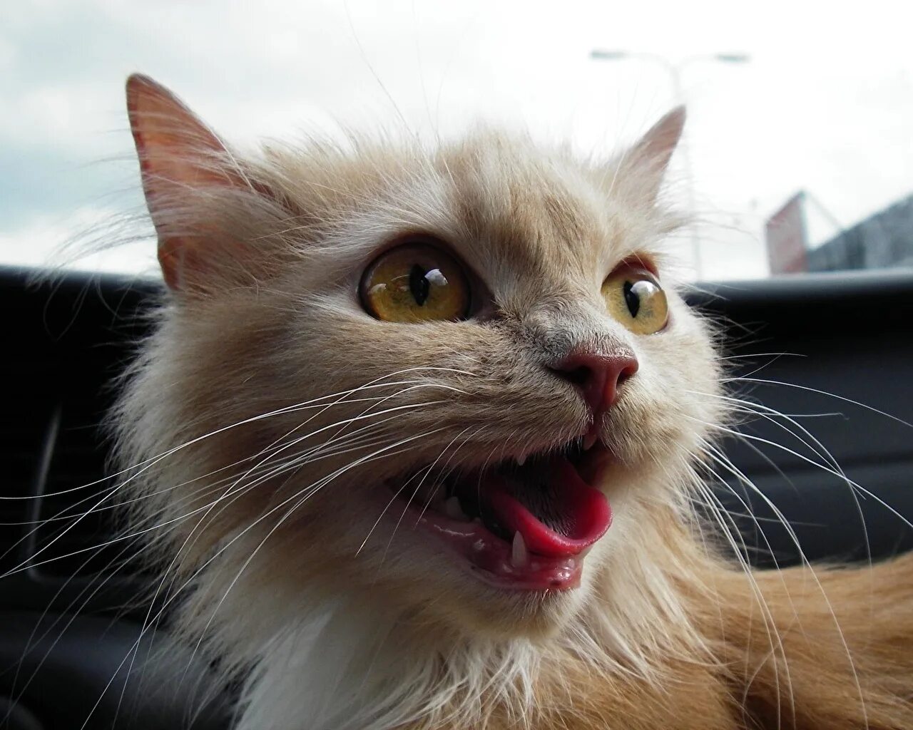 Кот шайлушай. Котики смешные. угарные коты. смешные котики фото. веселые коты.
