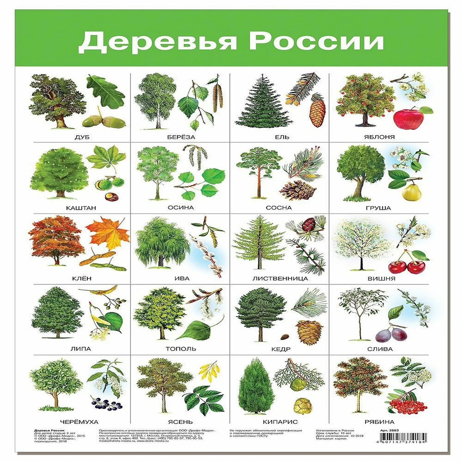 Листья деревьев с названиями