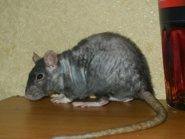 5 крыс. Красная крыса. Декоративная крыса Блейз. Декоративная крыса 1 год