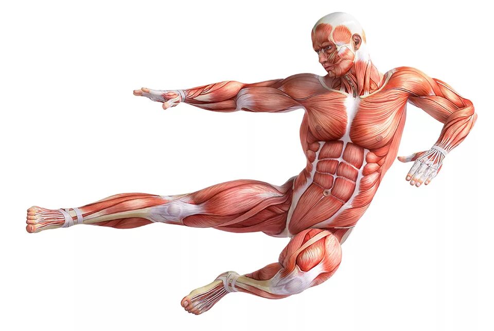 Функции произвольных мышц. Гладкие мышцы. Мышцы прикрепляются к костям с помощью. Мускулюс обликус. Поперечнополосатой скелетной мышцы.